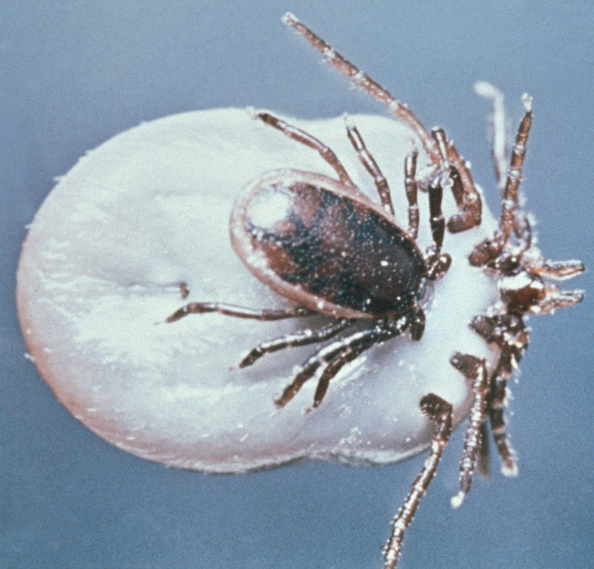 ticks copulating, find a lyme disease doctor